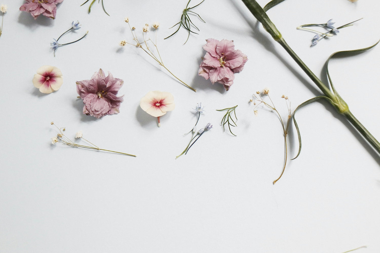 a range of dried flowers arranged on a white background, signifying crystals for spring, available at inner nurture, an online crystal shop in australia
